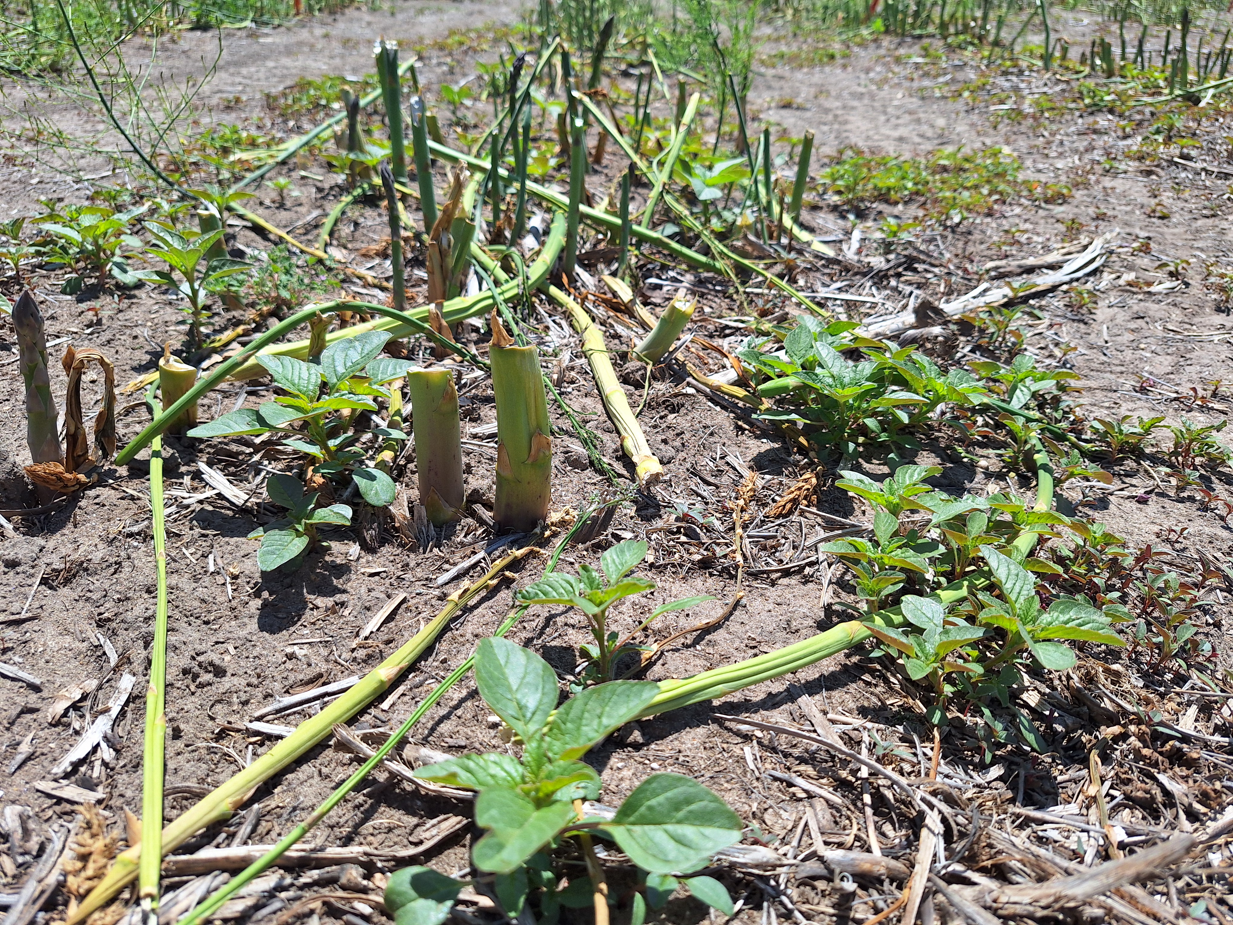 Pigweed seedlings growing amongst crops.